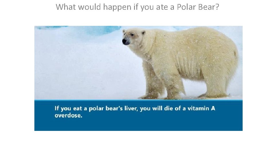 What would happen if you ate a Polar Bear? 