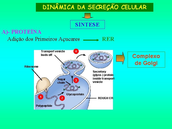 DIN MICA DA SECREÇÃO CELULAR SÍNTESE A)- PROTEÍNA Adição dos Primeiros Açucares Transport vesicle