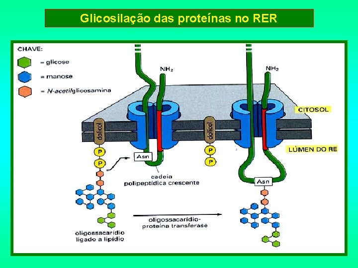 Glicosilação das proteínas no RER 