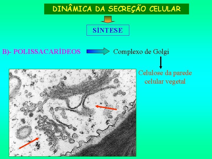 DIN MICA DA SECREÇÃO CELULAR SÍNTESE B)- POLISSACARÍDEOS Complexo de Golgi Celulose da parede