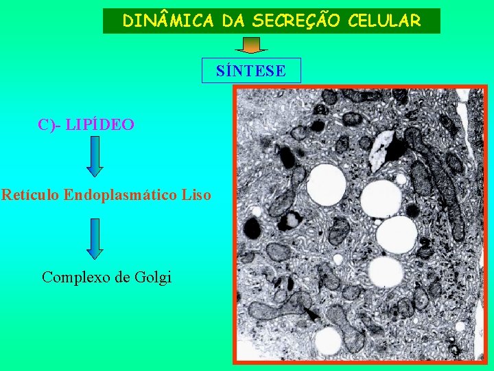 DIN MICA DA SECREÇÃO CELULAR SÍNTESE C)- LIPÍDEO Retículo Endoplasmático Liso Complexo de Golgi