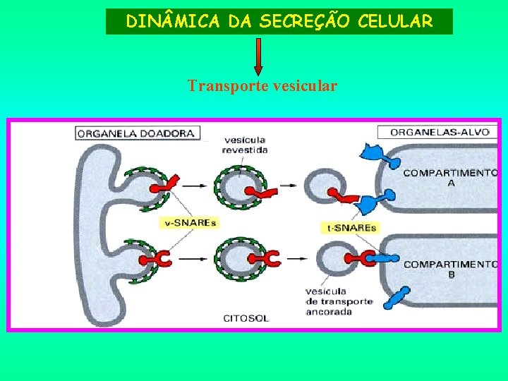 DIN MICA DA SECREÇÃO CELULAR Transporte vesicular 