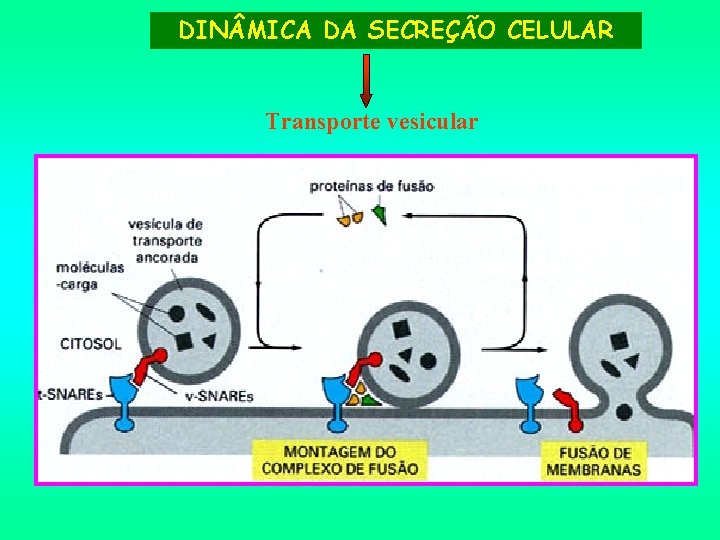 DIN MICA DA SECREÇÃO CELULAR Transporte vesicular 