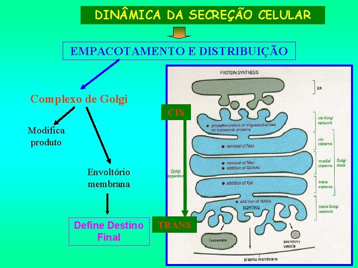 DIN MICA DA SECREÇÃO CELULAR EMPACOTAMENTO E DISTRIBUIÇÃO Complexo de Golgi CIS Modifica produto