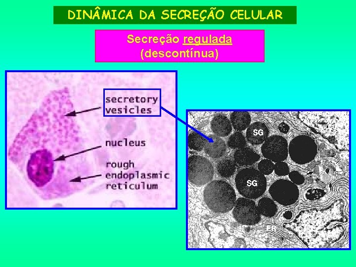 DIN MICA DA SECREÇÃO CELULAR Secreção regulada (descontínua) 