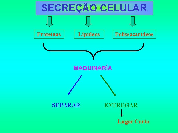 SECREÇÃO CELULAR Proteínas Lipídeos Polissacarídeos MAQUINARÍA SEPARAR ENTREGAR Lugar Certo 