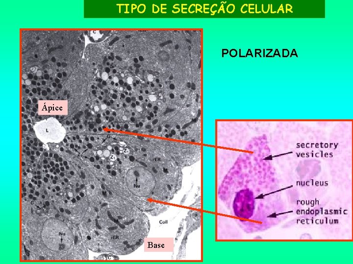 TIPO DE SECREÇÃO CELULAR POLARIZADA Ápice Base 