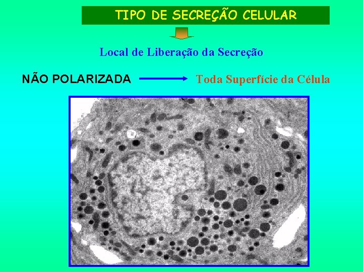 TIPO DE SECREÇÃO CELULAR Local de Liberação da Secreção NÃO POLARIZADA Toda Superfície da