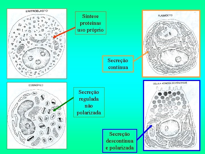 Síntese proteínas uso próprio Secreção contínua Secreção regulada não polarizada Secreção descontínua e polarizada