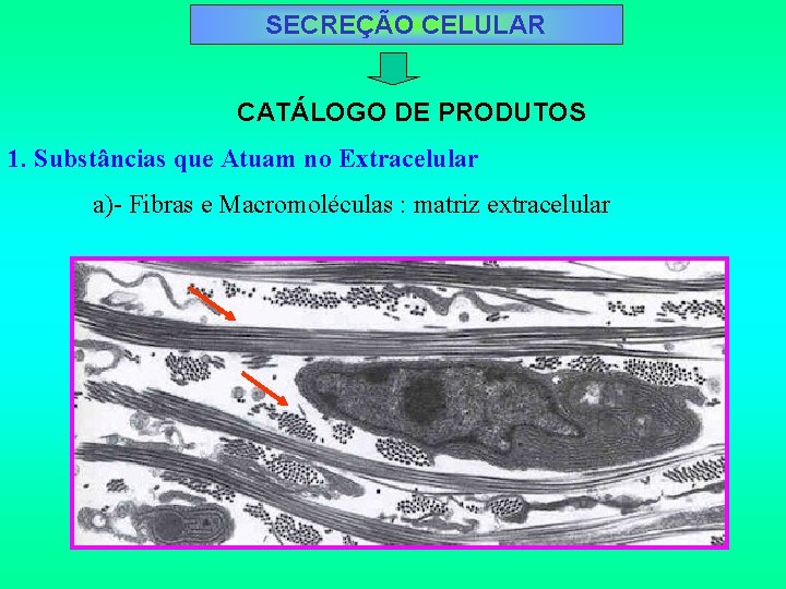 SECREÇÃO CELULAR CATÁLOGO DE PRODUTOS 1. Substâncias que Atuam no Extracelular a)- Fibras e