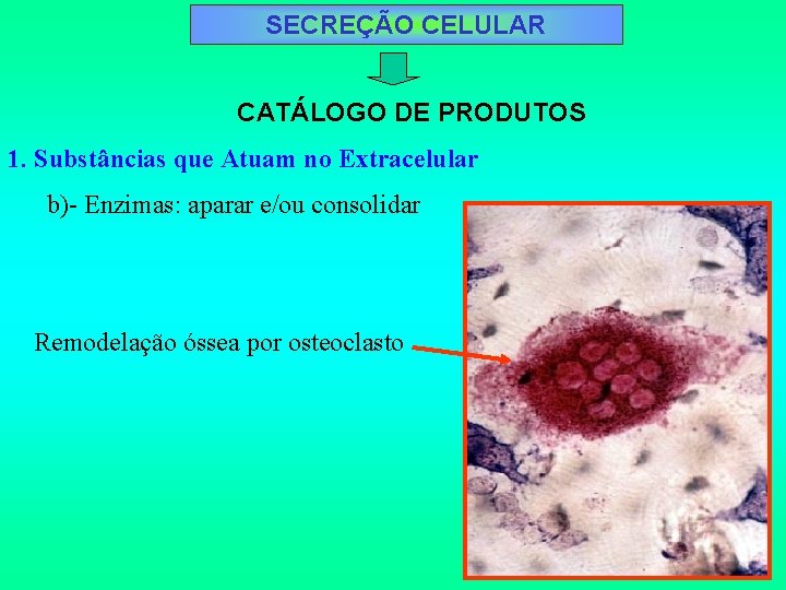 SECREÇÃO CELULAR CATÁLOGO DE PRODUTOS 1. Substâncias que Atuam no Extracelular b)- Enzimas: aparar