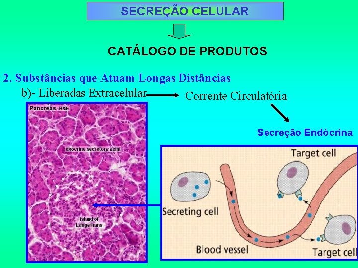 SECREÇÃO CELULAR CATÁLOGO DE PRODUTOS 2. Substâncias que Atuam Longas Distâncias b)- Liberadas Extracelular