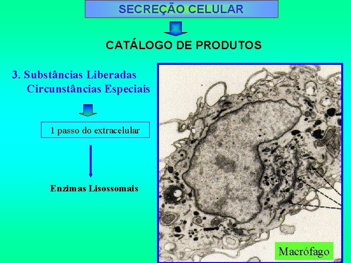 SECREÇÃO CELULAR CATÁLOGO DE PRODUTOS 3. Substâncias Liberadas Circunstâncias Especiais 1 passo do extracelular