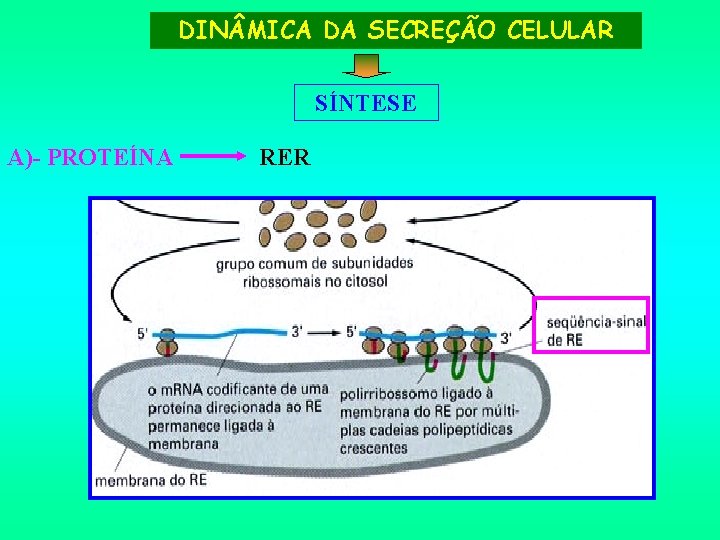 DIN MICA DA SECREÇÃO CELULAR SÍNTESE A)- PROTEÍNA RER 