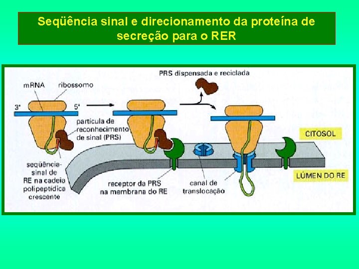 Seqüência sinal e direcionamento da proteína de secreção para o RER 
