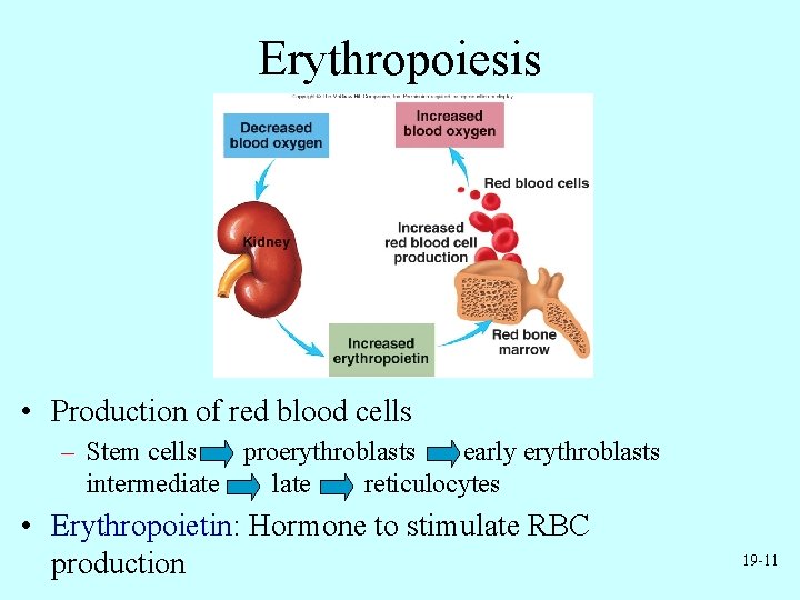 Erythropoiesis • Production of red blood cells – Stem cells proerythroblasts early erythroblasts intermediate