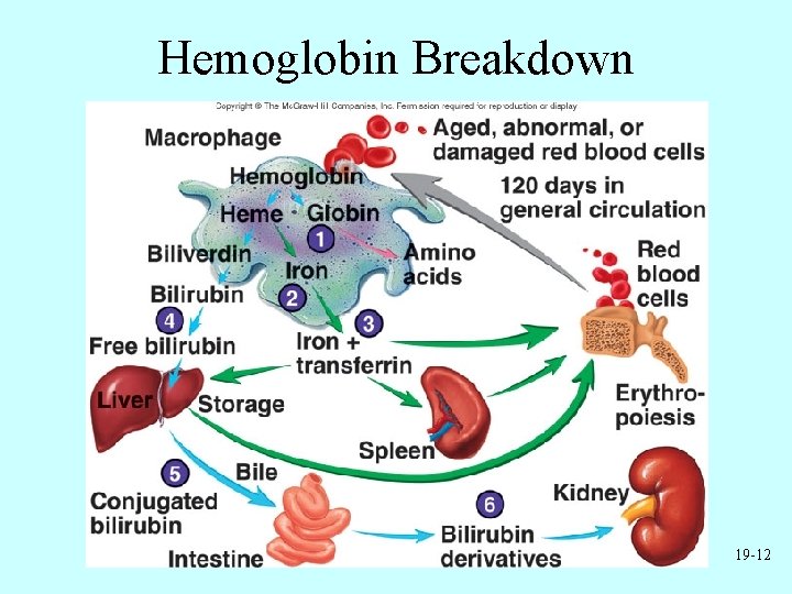 Hemoglobin Breakdown 19 -12 