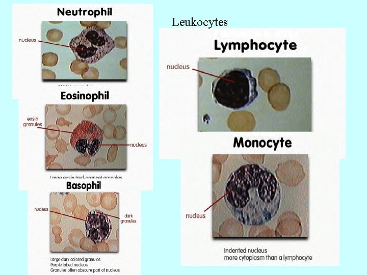 Leukocytes 