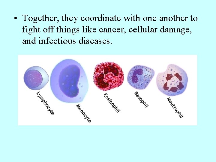  • Together, they coordinate with one another to fight off things like cancer,