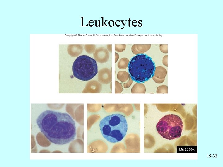 Leukocytes 19 -32 