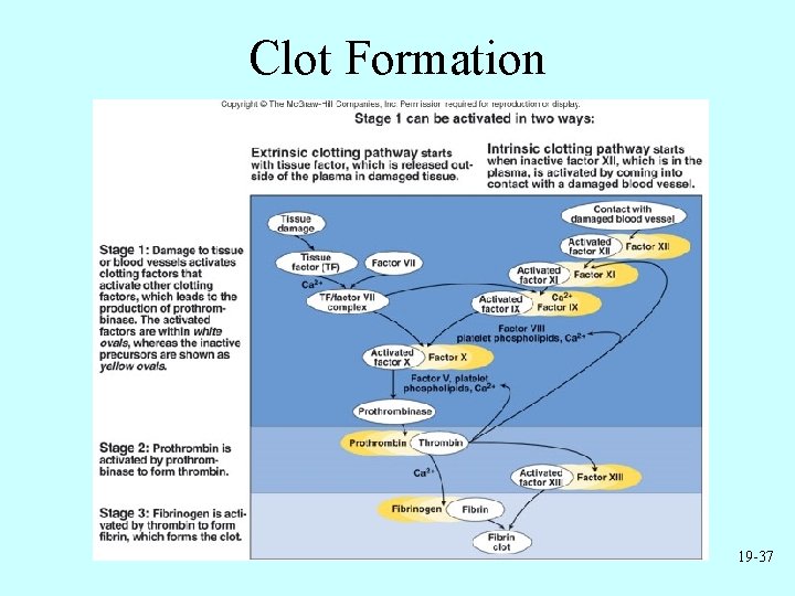 Clot Formation 19 -37 