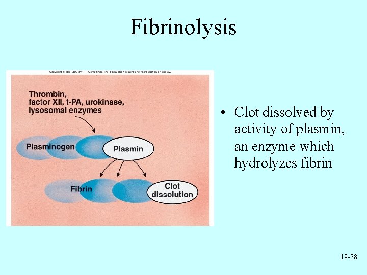 Fibrinolysis • Clot dissolved by activity of plasmin, an enzyme which hydrolyzes fibrin 19