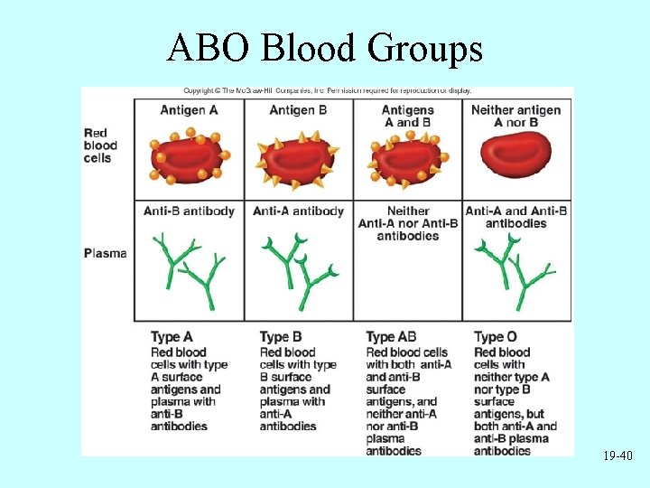 ABO Blood Groups 19 -40 