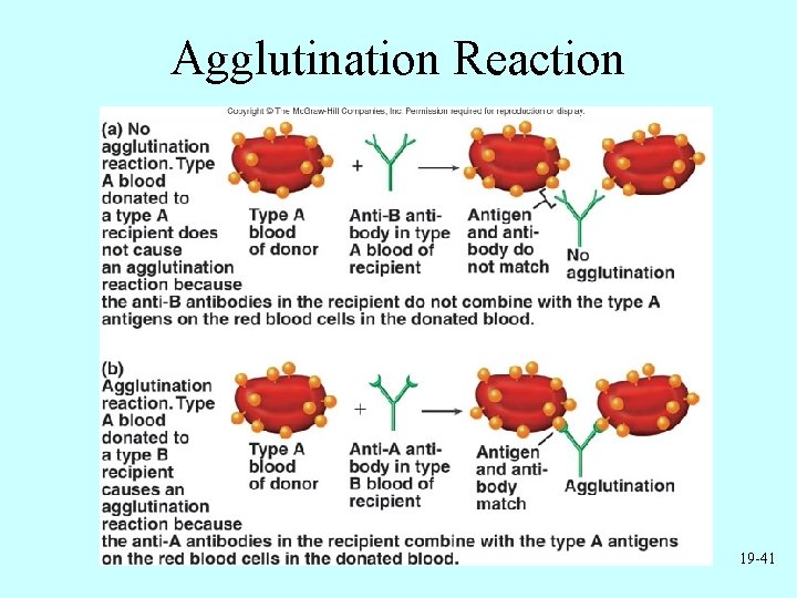 Agglutination Reaction 19 -41 