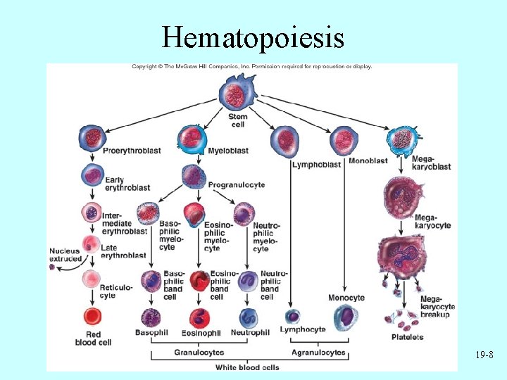 Hematopoiesis 19 -8 