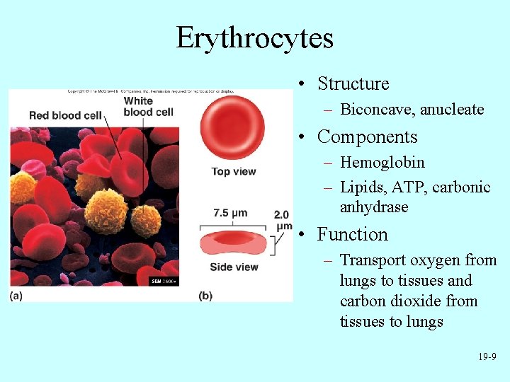 Erythrocytes • Structure – Biconcave, anucleate • Components – Hemoglobin – Lipids, ATP, carbonic