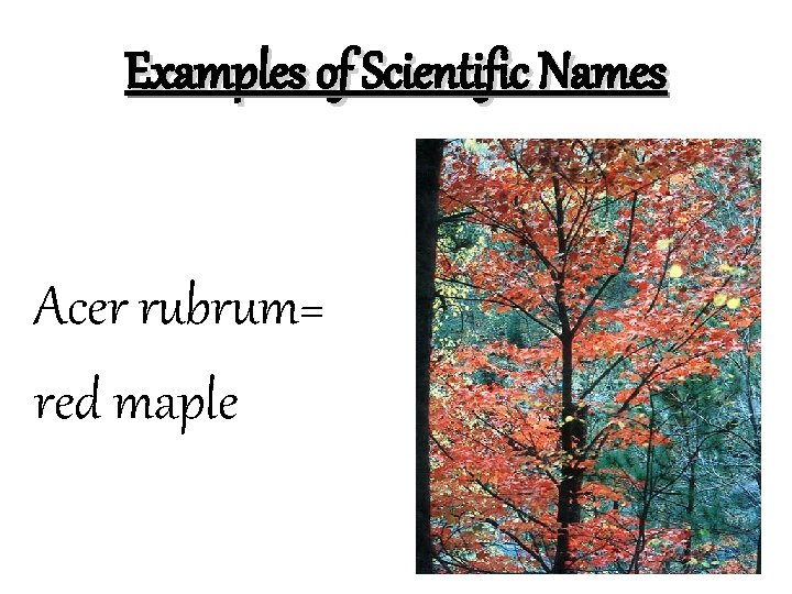 Examples of Scientific Names Acer rubrum= red maple 