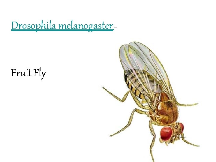 Drosophila melanogaster – Fruit Fly 