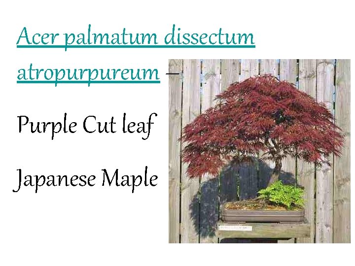 Acer palmatum dissectum atropurpureum – Purple Cut leaf Japanese Maple 