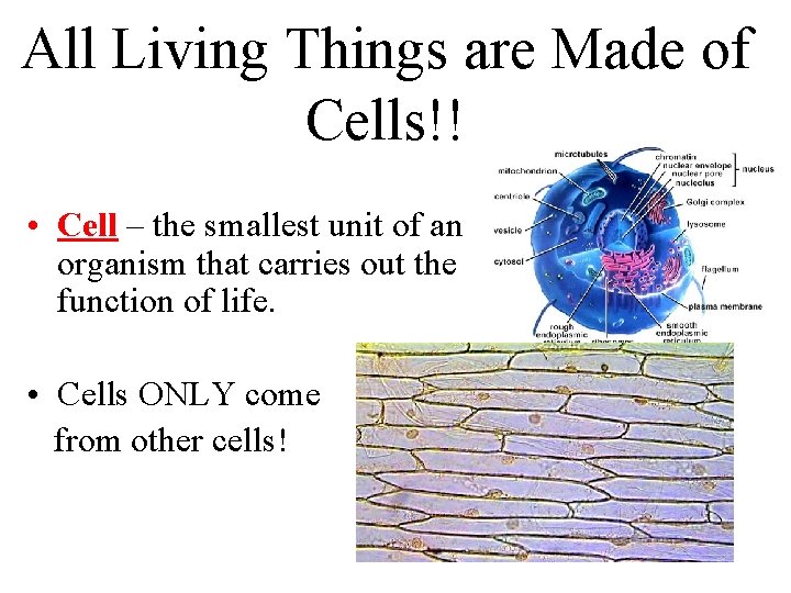 All Living Things are Made of Cells!! • Cell – the smallest unit of