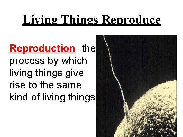 Living Things Reproduce Reproduction- the process by which living things give rise to the