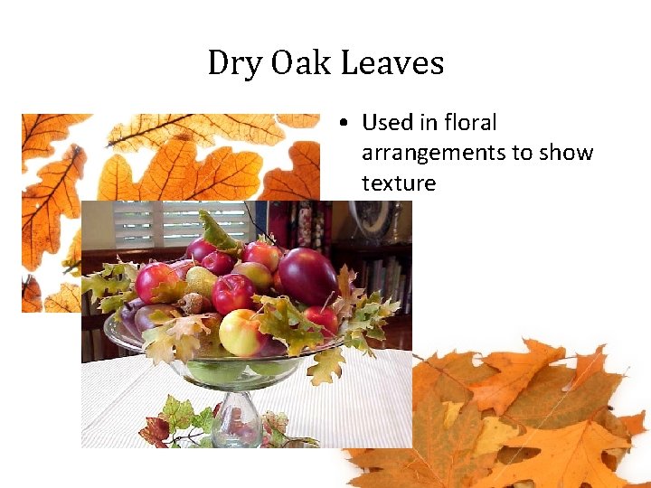 Dry Oak Leaves • Used in floral arrangements to show texture 