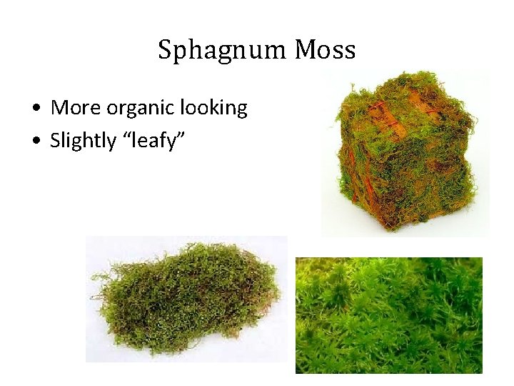 Sphagnum Moss • More organic looking • Slightly “leafy” 