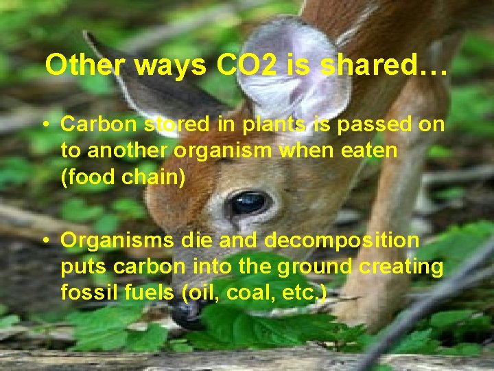 Other ways CO 2 is shared… • Carbon stored in plants is passed on