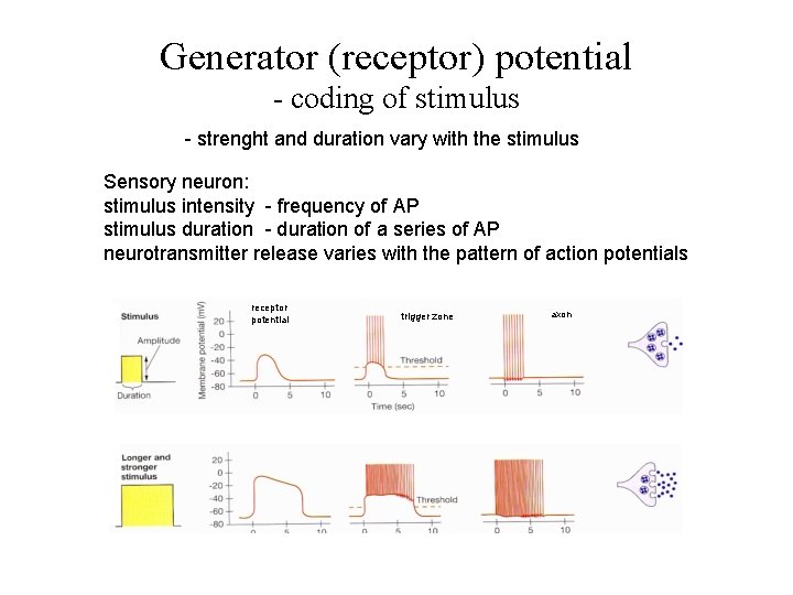 Generator (receptor) potential - coding of stimulus - strenght and duration vary with the