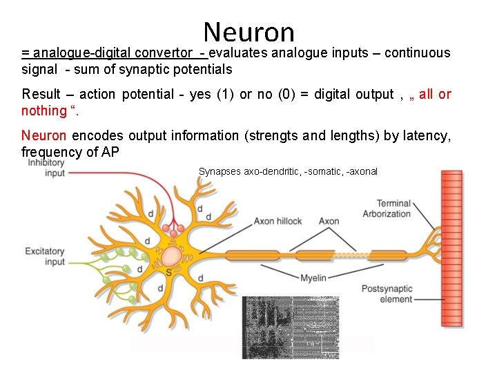 Neuron = analogue-digital convertor - evaluates analogue inputs – continuous signal - sum of