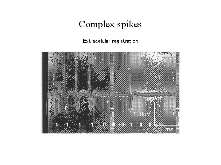 Complex spikes Extracelular registration 1 1 0 0 0 1 0 0 