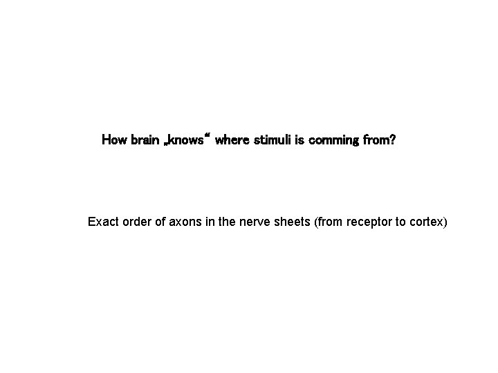 How brain „knows“ where stimuli is comming from? Exact order of axons in the