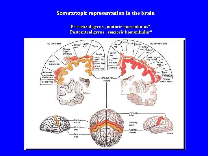 Somatotopic representation in the brain Precentral gyrus „motoric homunkulus“ Postcentral gyrus „senzoric homunkulus“ 