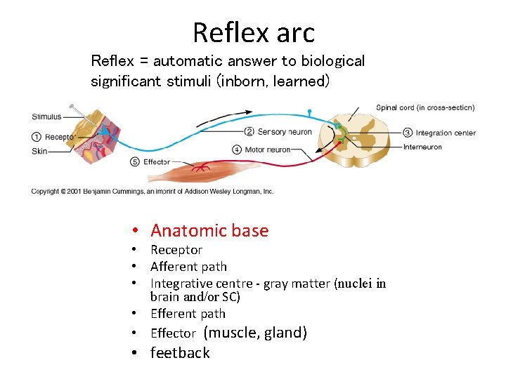 Reflex arc Reflex = automatic answer to biological significant stimuli (inborn, learned) • Anatomic