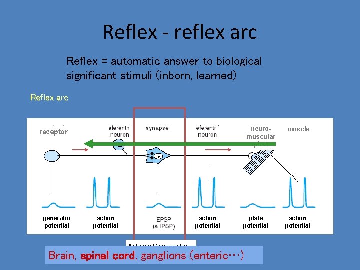 Reflex - reflex arc Reflex = automatic answer to biological significant stimuli (inborn, learned)