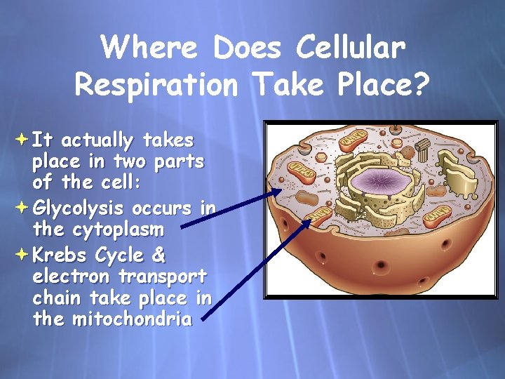 Where Does Cellular Respiration Take Place? It actually takes place in two parts of