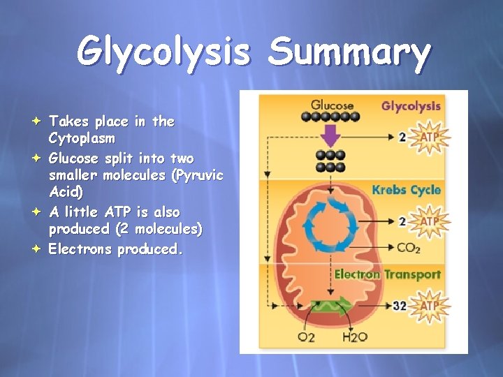 Glycolysis Summary Takes place in the Cytoplasm Glucose split into two smaller molecules (Pyruvic