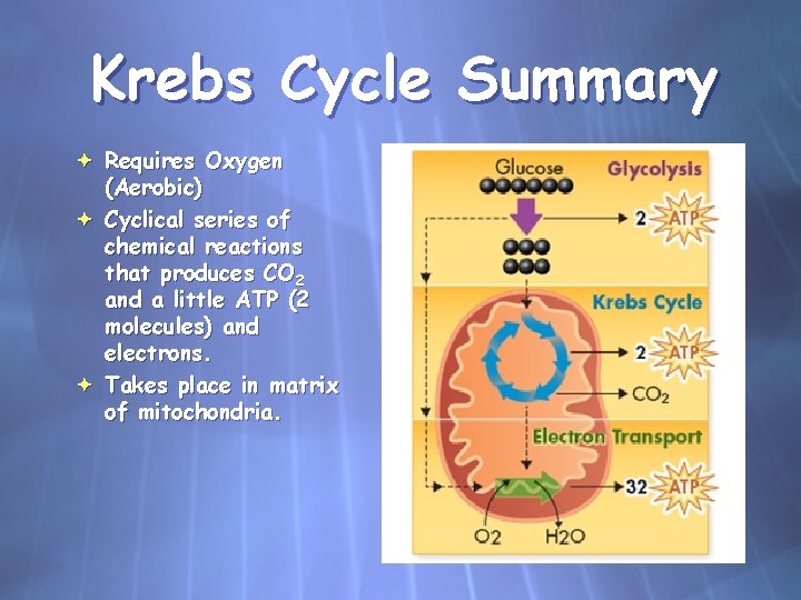 Krebs Cycle Summary Requires Oxygen (Aerobic) Cyclical series of chemical reactions that produces CO