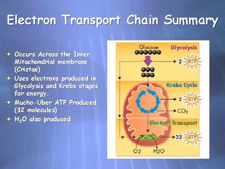 Electron Transport Chain Summary Occurs Across the Inner Mitochondrial membrane (Cristae) Uses electrons produced