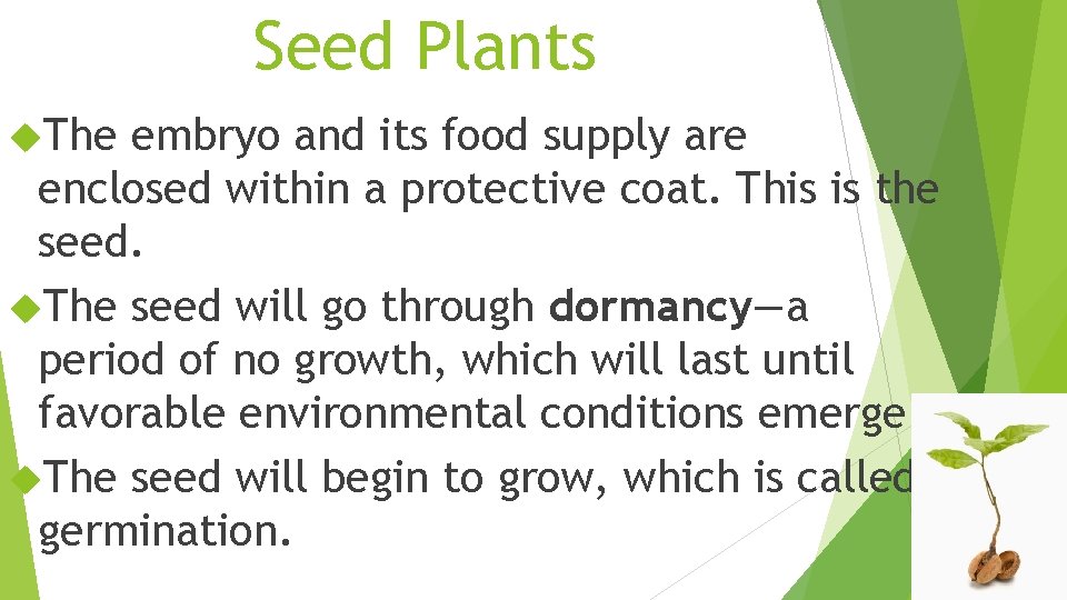 Seed Plants The embryo and its food supply are enclosed within a protective coat.